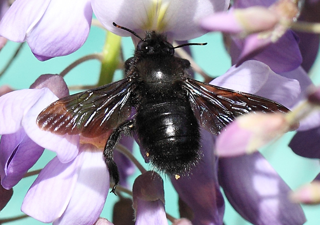 Xylocopa violacea